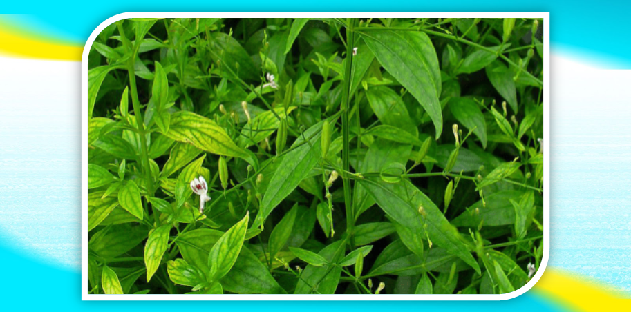 Sambiloto Sebagai Antioksidan dan Imunstimulan